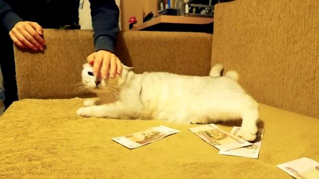 Славный Пепячник смотреть онлайн