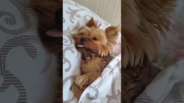 Доброе утро 🌞 смотреть онлайн