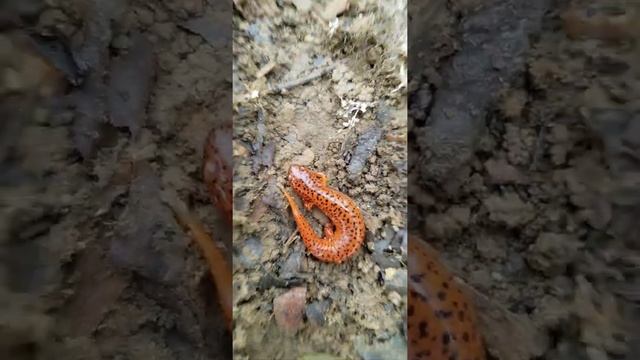 RED SALAMANDER under pallet смотреть онлайн