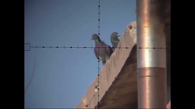 Животные смешные и дикие Видео 12 смотреть онлайн