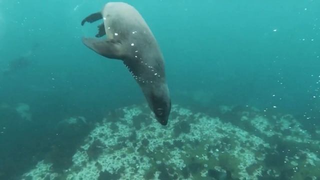 4K Stunning Underwater Wonders of the Red Sea + Relaxing Music - Coral Reefs & Colorful Sea Life смотреть онлайн