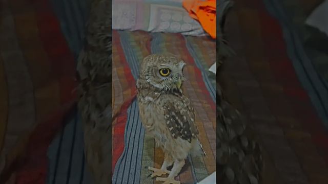 owl is no more# Death#die#owl #pets #viral #owl baby смотреть онлайн