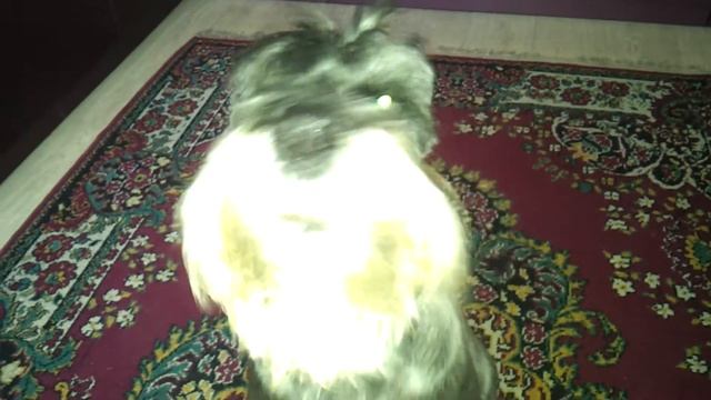 Чак смотреть онлайн