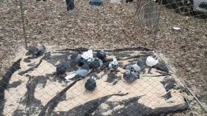 Федеральная выставка-ярмарка голубей в Воронеже. Голуби из Орла, Пензы, Урюпинска на ярмарке.