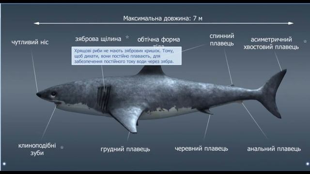 Хрящові риби смотреть онлайн