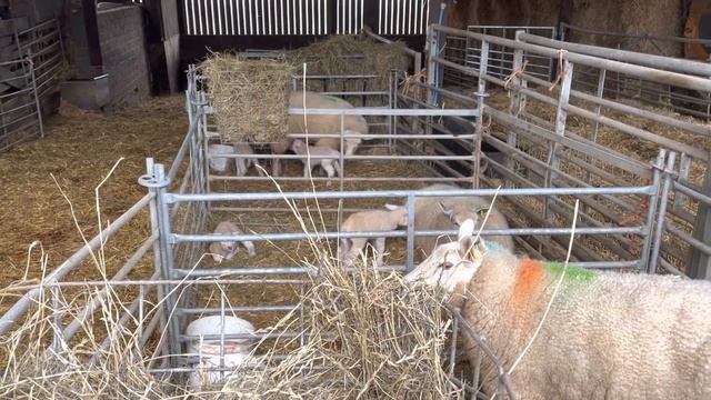 Sheep not eating, and having big lambs. смотреть онлайн