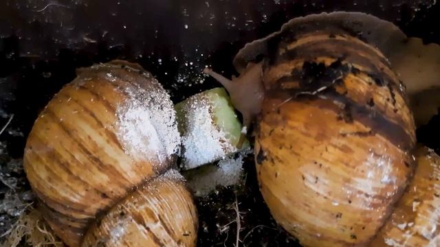 Big cute Achatina eating/Большие милые ахатины трапезничают смотреть онлайн