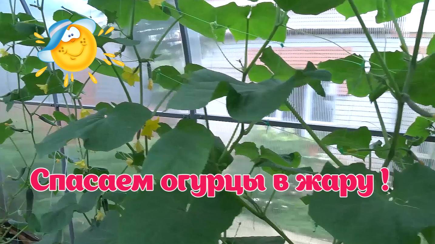 Спасаем огурцы в жаркую погоду в теплице...- смотреть онлайн