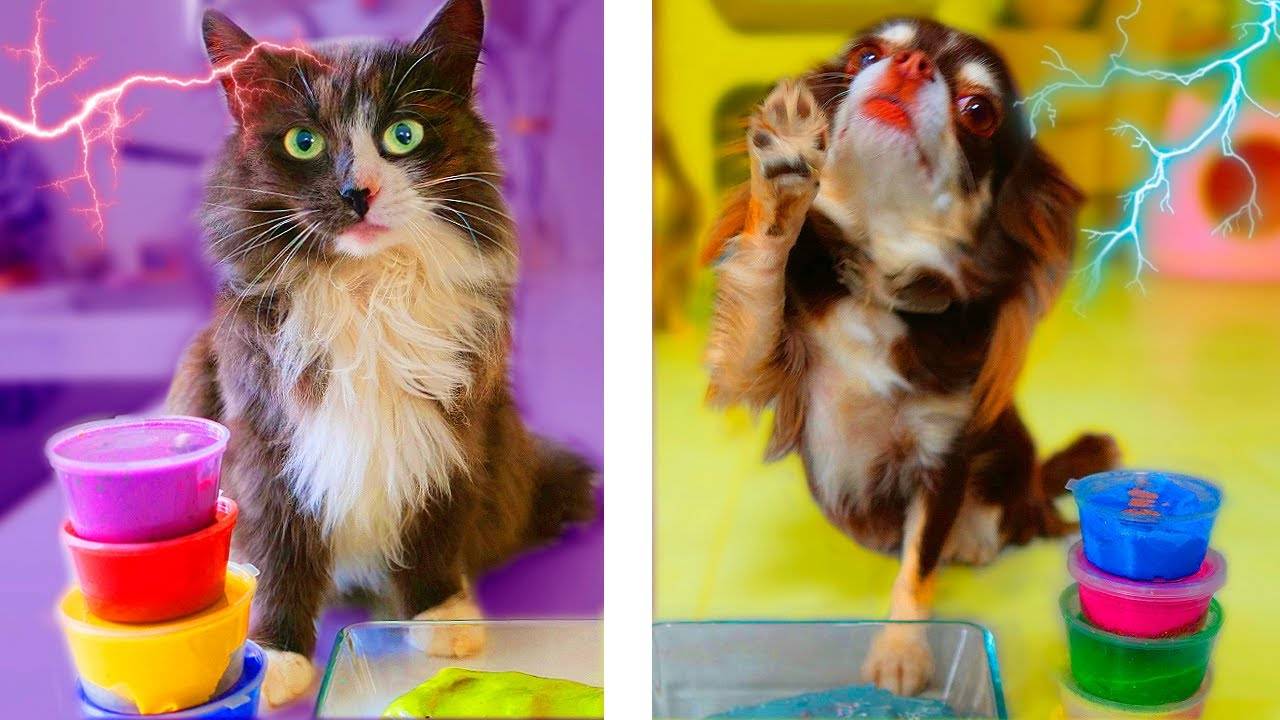 ТЕЛЕПАТИЯ СЛАЙМ ЧЕЛЛЕНДЖ! КОШКА ПРОТИВ СОБАК! РАСПАКОВКА ЛИЗУНОВ ДЕНЬ 6 ТЕЛЕПАТИЯ ЧЕЛЛЕНДЖ смотреть онлайн