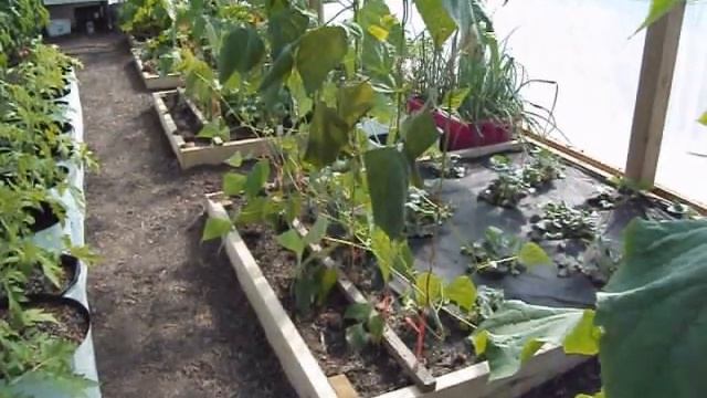 Raised Beds, Early Hydroponics, & Dutch Buckets смотреть онлайн
