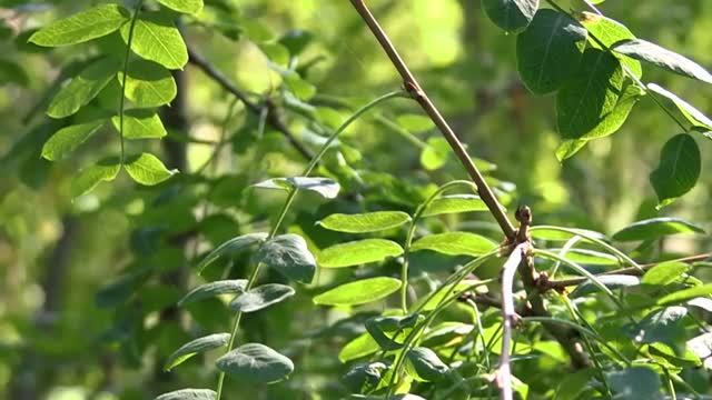 Природа. Зарисовка. Пригород города с высокого обрыва и с высоты птичьего полета.