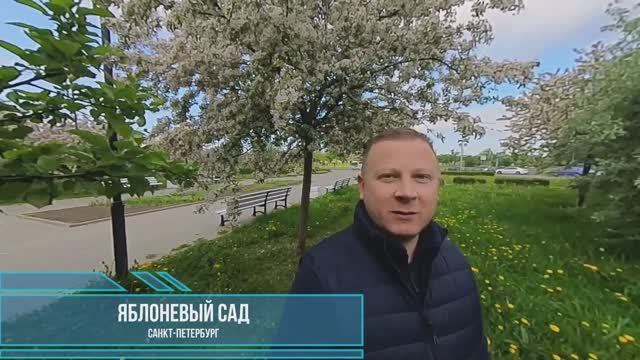 Яблоневый сад в Купчино