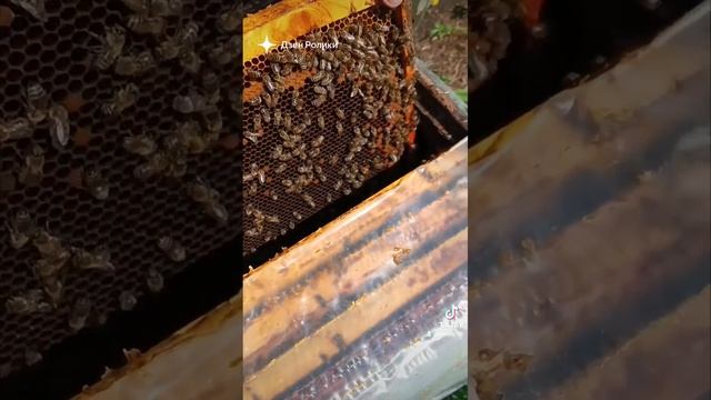 🐝🐝🐝🐝🐝🐝#shorst смотреть онлайн