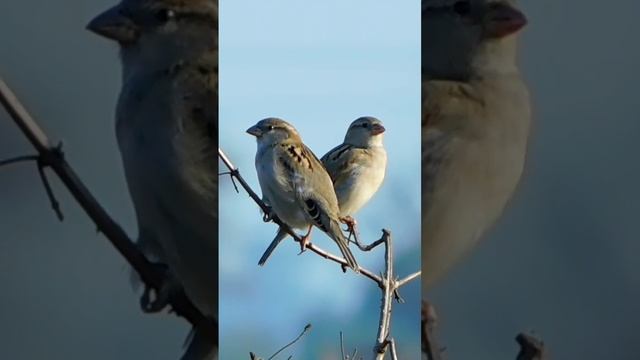 love birds sparrow #photography #birds #birdsphotography #nature #birdslover #wildlife #naturelover смотреть онлайн