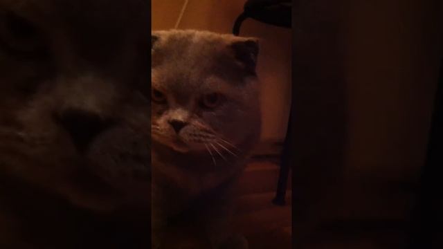 Алан Браев, кот-мясоед))) смотреть онлайн