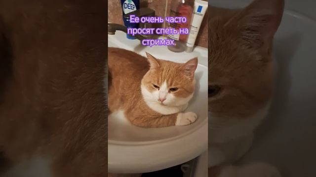 Обожаю своего кота, пусть он и разбалованный бармалей #кот #cute #шортс #шуткипрокошек #shorts смотреть онлайн