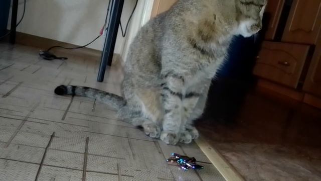 Дрессировка кошки. Как кошка играет со спиннером. смотреть онлайн