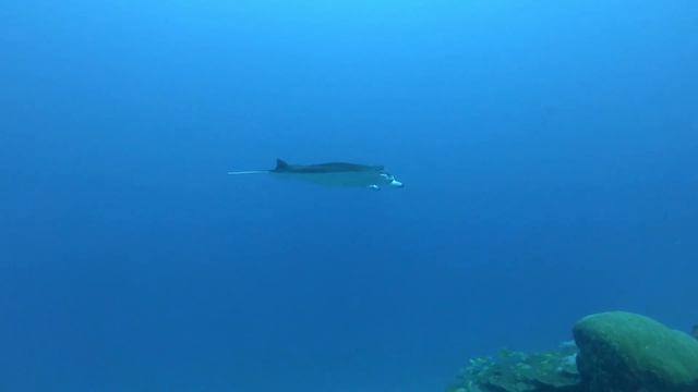 Sharks and a Manta смотреть онлайн