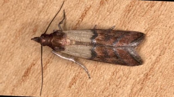 Plodia interpunctella