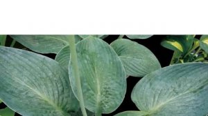 Hostas in Korea, 비비추 '블루 비전' Hosta ‘Blue Vision’