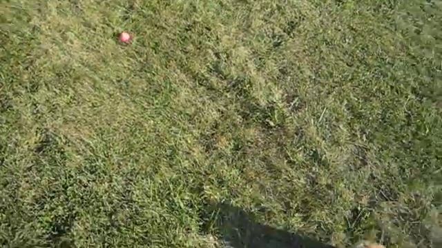 Maru plays outside. смотреть онлайн