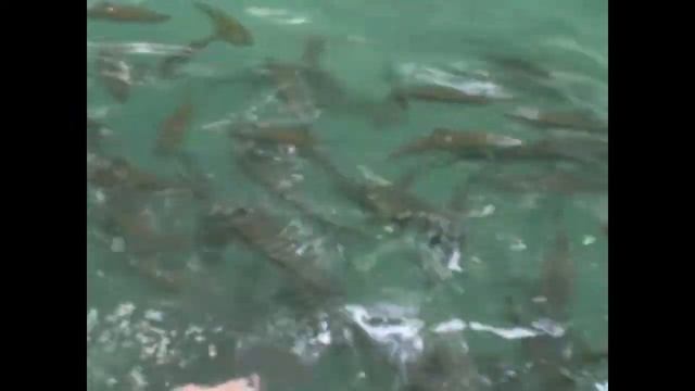 Удивительная Камбоджа самостоятельно / Cambodia 2010