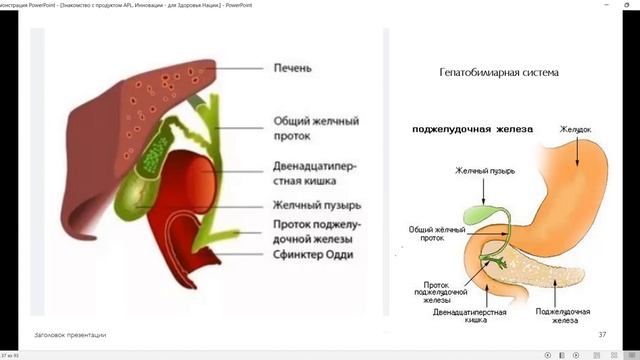 ЖКТ и драже APLGO Ирина Бдуленко смотреть онлайн