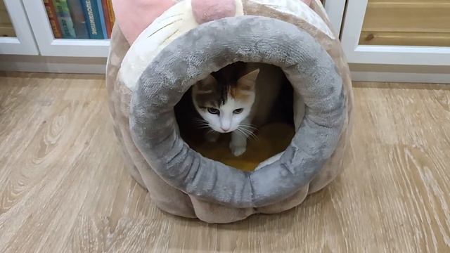 Соня в новом домике смотреть онлайн