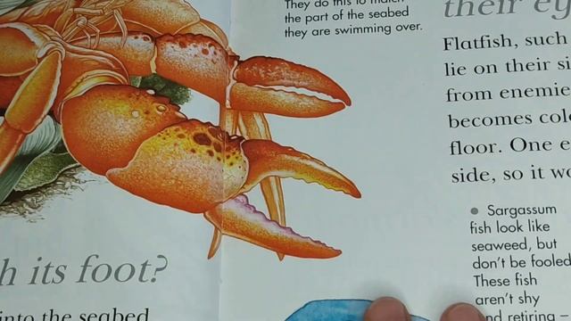 English for the curious: Hermit Crab and Other Sea Creatures смотреть онлайн