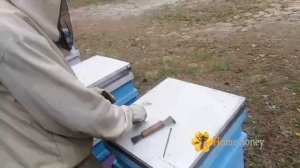 Липа 2020 рік! Стан пасіки.