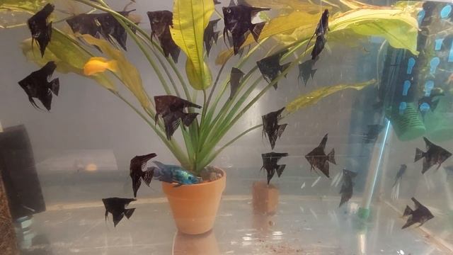 Перезапуск 250 литров. Очередная солянка. #скалярии #дискусы #блюдэмпси #цихлиды смотреть онлайн