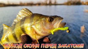 МИКРОДЖИГ! Попал на выход окуня только перед закатом!