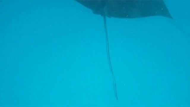 Манта смотреть онлайн