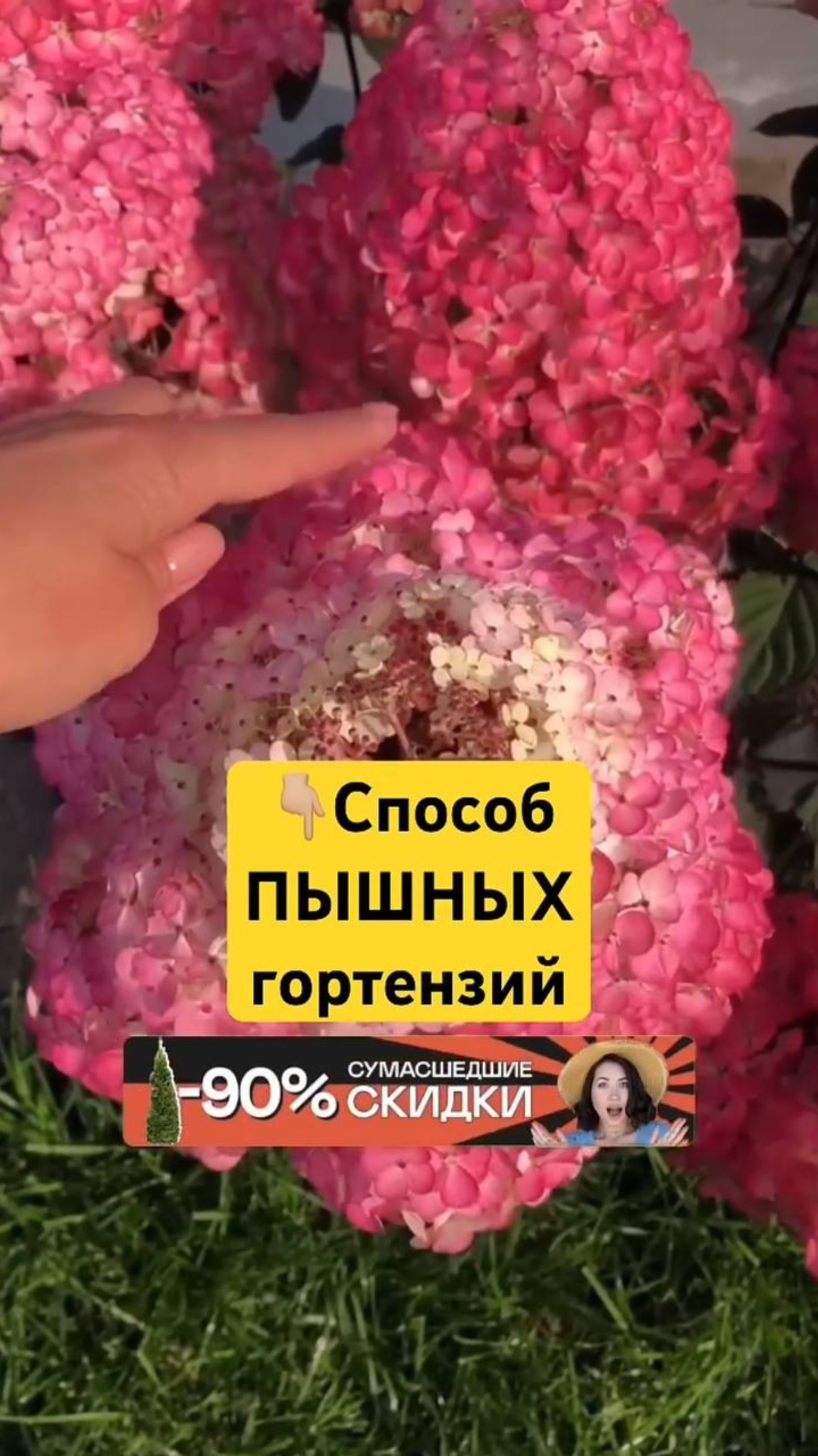 98% садоводов не знают ЭТОТ СЕКРЕТ гортензий смотреть онлайн