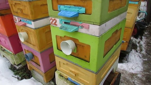 отводок в январе, плохо развивался на ячейке 5,4 мм в августе и был переведен на ячейку 4,9 мм смотреть онлайн