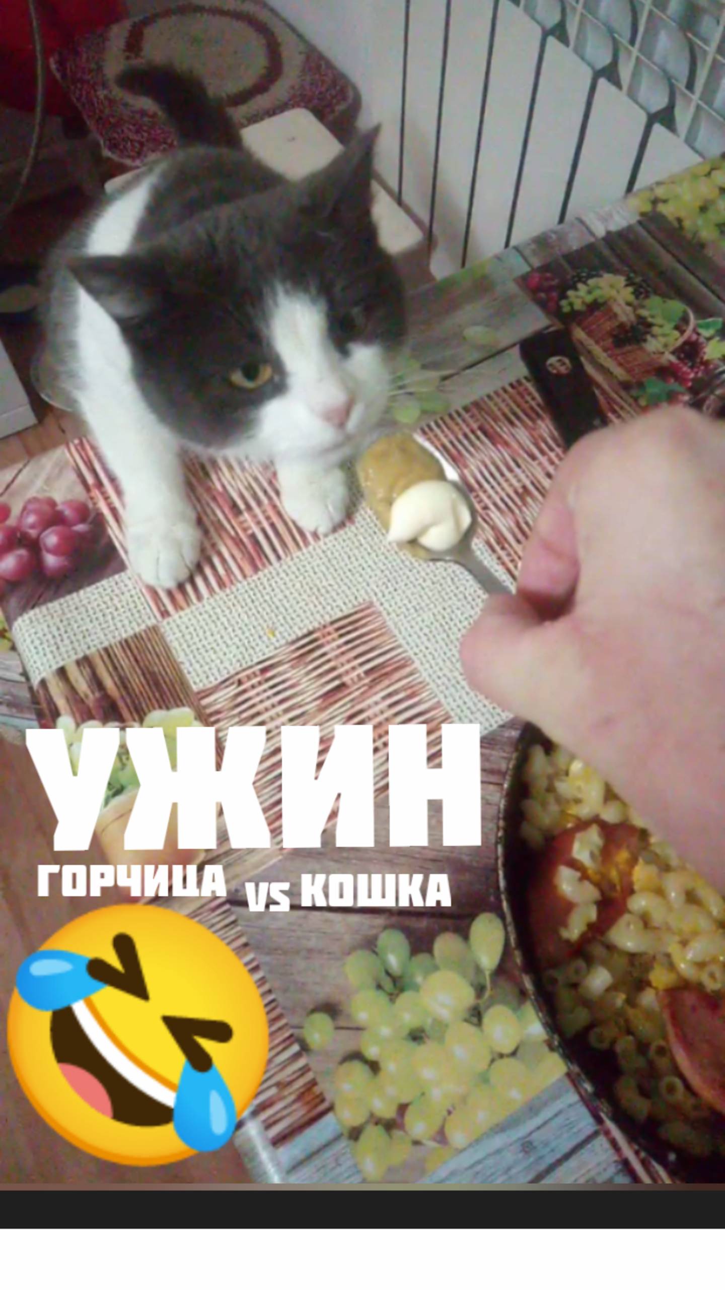 Ужин реакция кошки на горчицу
