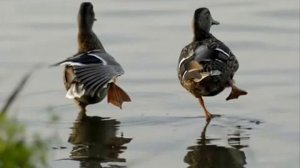 Как манить утку за две минуты.