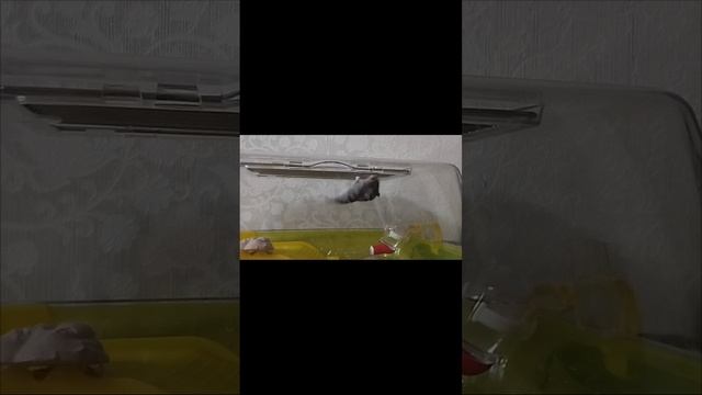 Тренировка хомяка #хомяки смотреть онлайн