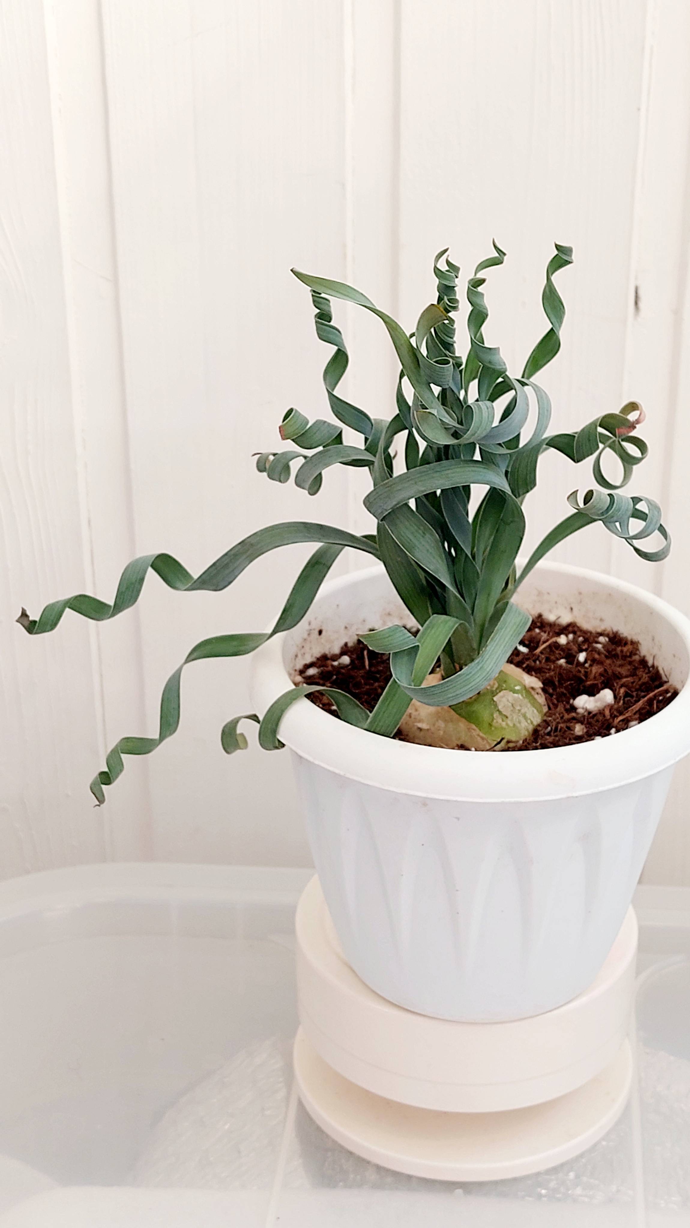 Альбука конкордиана - идеальная красавица! Редкое луковичное растение