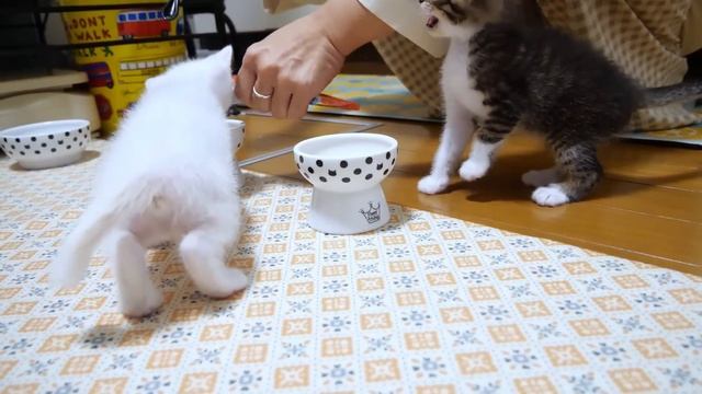 鳴いておねだりするのに食べてくれない子猫に最強におやつで挑んでみました【赤ちゃん猫　保護猫】 смотреть онлайн