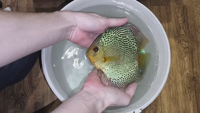 Рождественская отправка рыбок в Электростраль смотреть онлайн