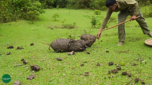 Tieu Ca got ant egg poisoning when she and I harvested ant eggs to cook смотреть онлайн