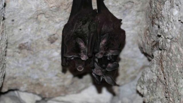 Летучие мыши смотреть онлайн