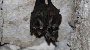 Летучие мыши