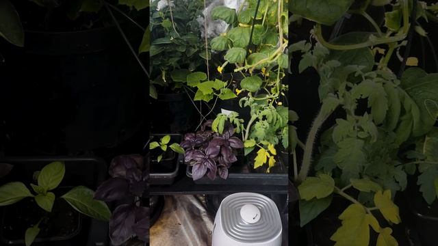 ЗИМНЕЕ ВЫРАЩИВАНИЕ ОВОЩЕЙ смотреть онлайн