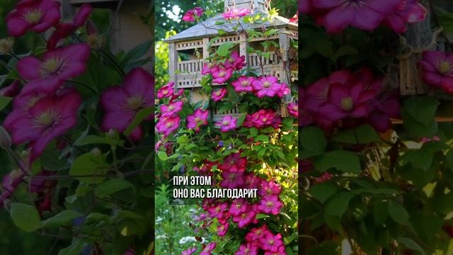 Лучшее растение для САДА и КАШПО смотреть онлайн