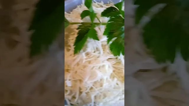 капуста с тмином и укропом смотреть онлайн