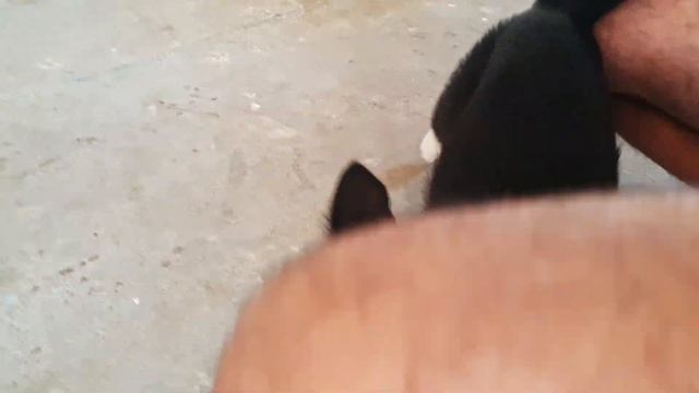 Panda bumps the camera and then shows ass смотреть онлайн