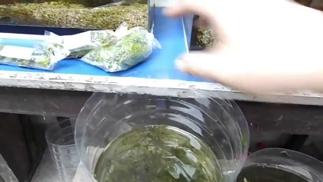 Bago Ulit Halaman Sa Aquarium And 9th Week 2nd Dosing Ng Seachem Flourish 20 Gallon Low Tech Tank смотреть онлайн