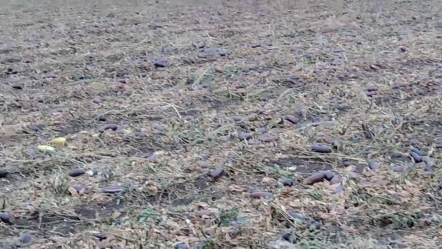 Икра заморская, баклажанная смотреть онлайн